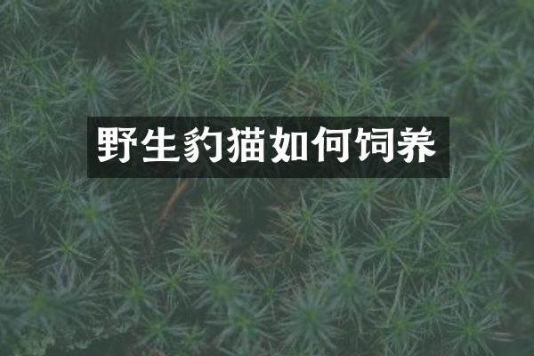 野生豹猫如何饲养