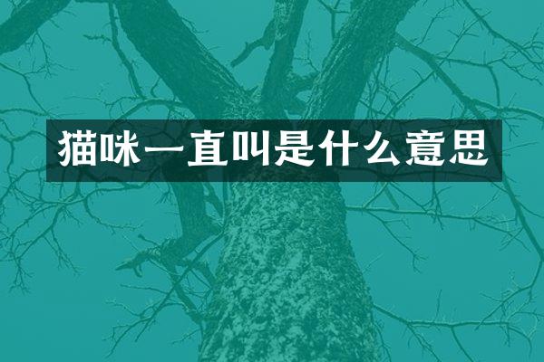 猫咪一直叫是什么意思