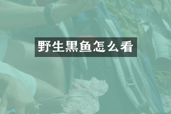 野生黑鱼怎么看