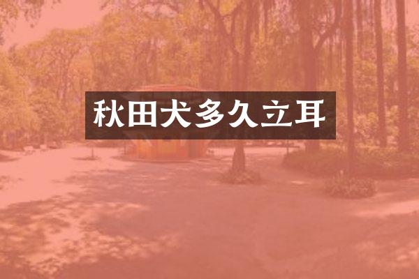 秋田犬多久立耳