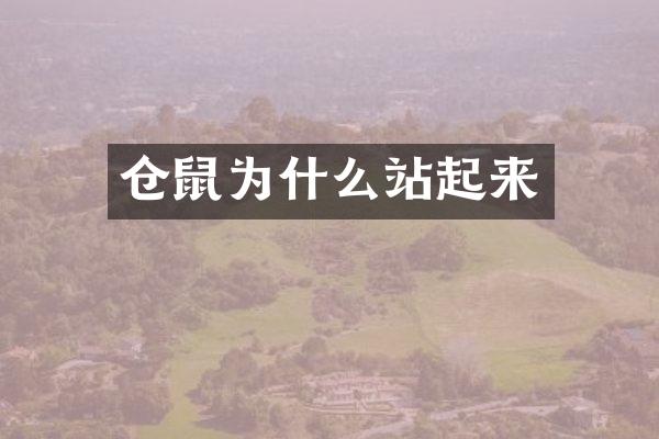 仓鼠为什么站起来