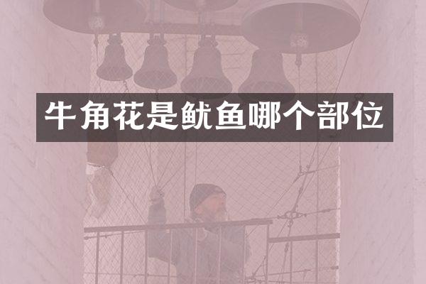 牛角花是鱿鱼哪个部位
