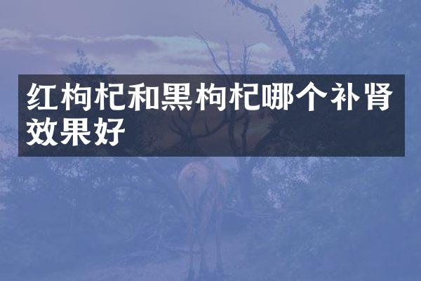 红枸杞和黑枸杞哪个补肾效果好