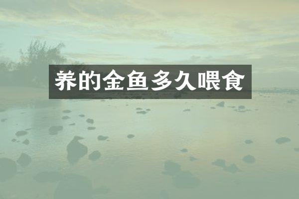 养的金鱼多久喂食