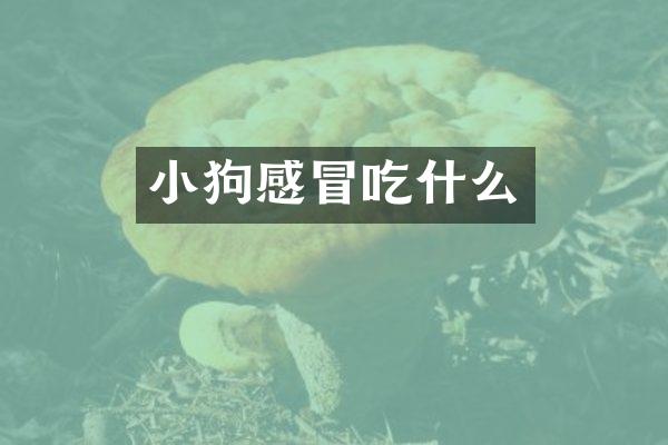 小狗感冒吃什么