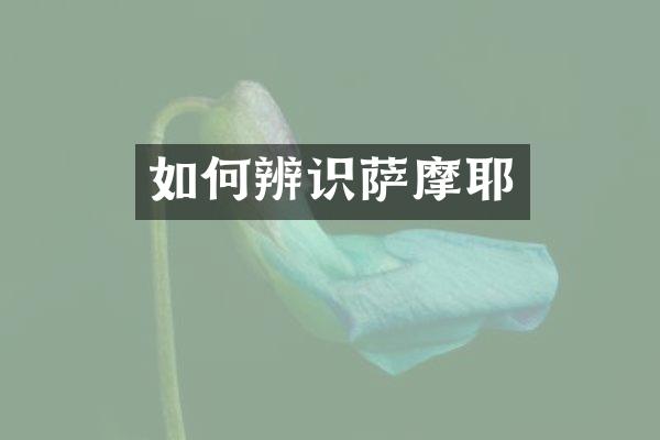 如何辨识萨摩耶