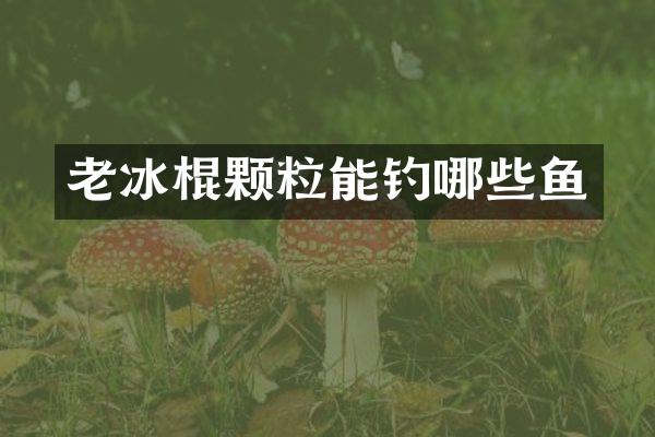老冰棍颗粒能钓哪些鱼
