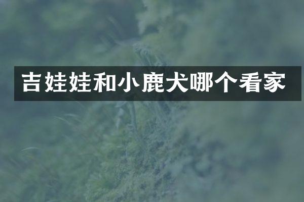 吉娃娃和小鹿犬哪个看家