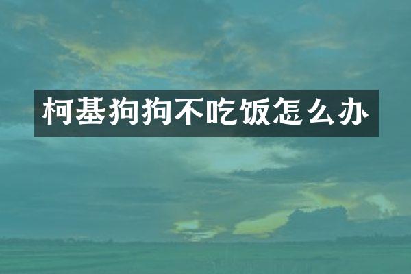 柯基狗狗不吃饭怎么办