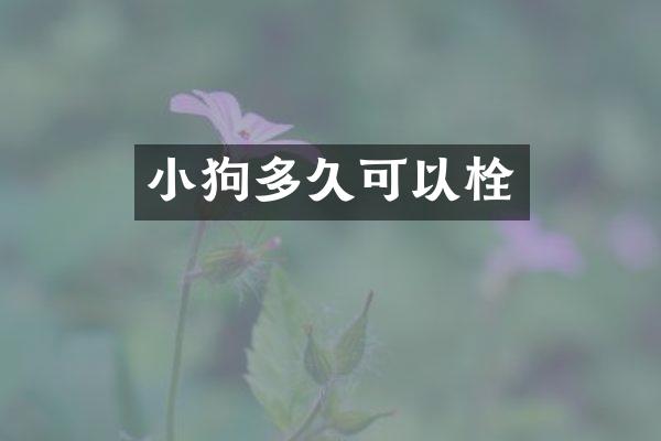 小狗多久可以栓