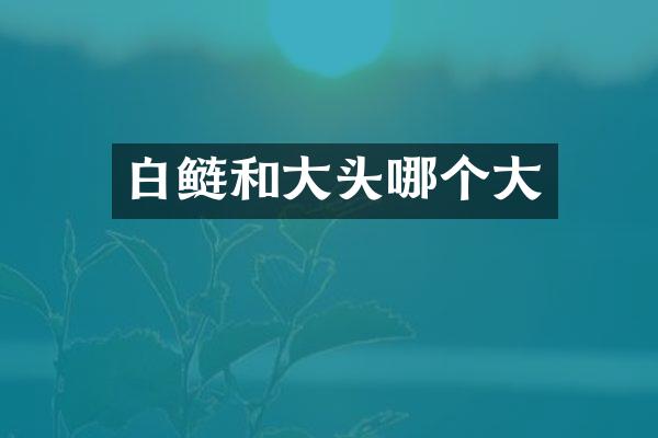 白鲢和大头哪个大