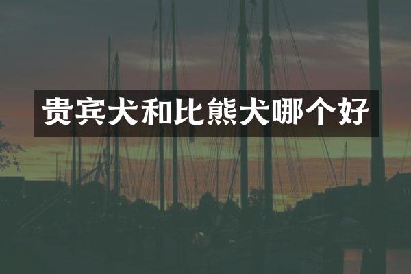 贵宾犬和比熊犬哪个好