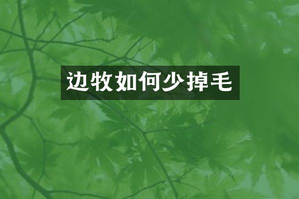 边牧如何少掉毛