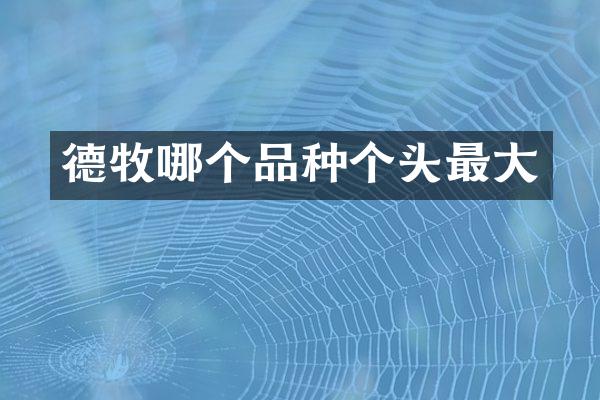 德牧哪个品种个头最大