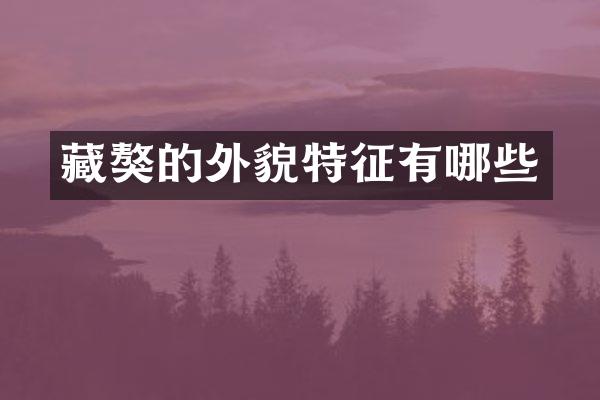 藏獒的外貌特征有哪些