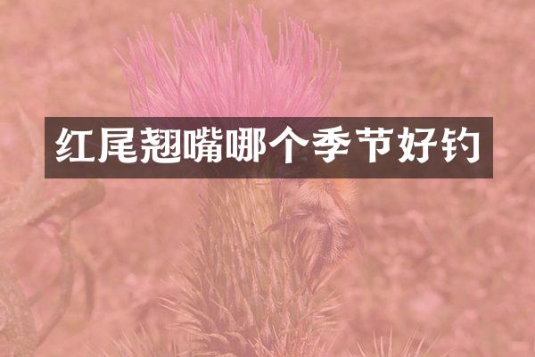 红尾翘嘴哪个季节好钓