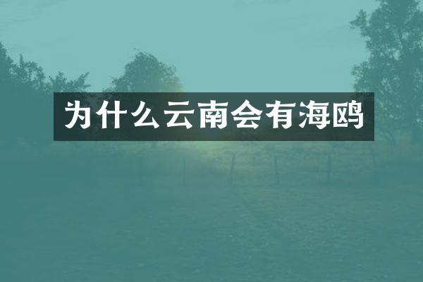 为什么云南会有海鸥