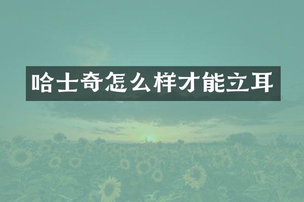 哈士奇怎么样才能立耳