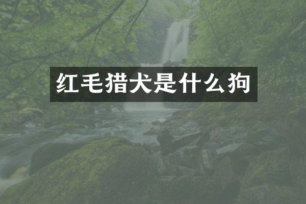 红毛猎犬是什么狗