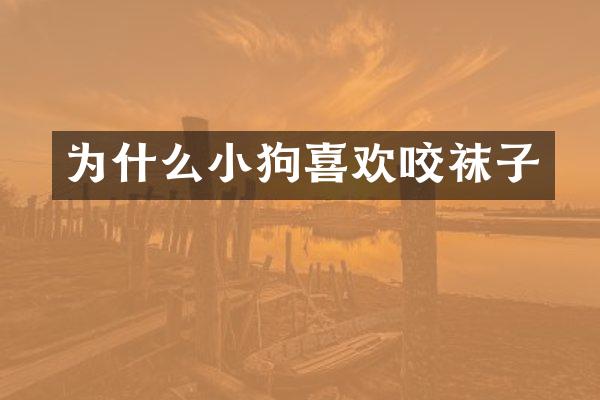 为什么小狗喜欢咬袜子