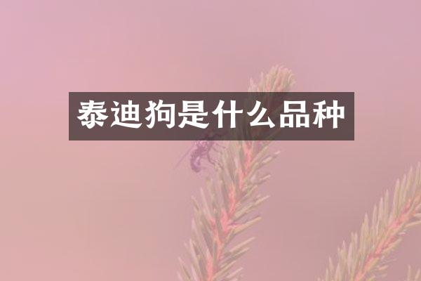 泰迪狗是什么品种