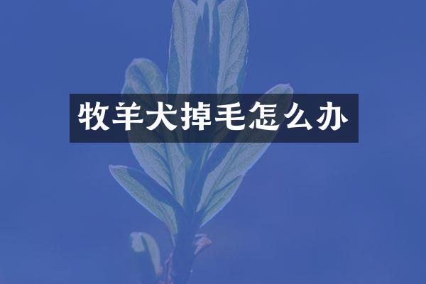 牧羊犬掉毛怎么办