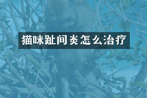 猫咪趾间炎怎么治疗