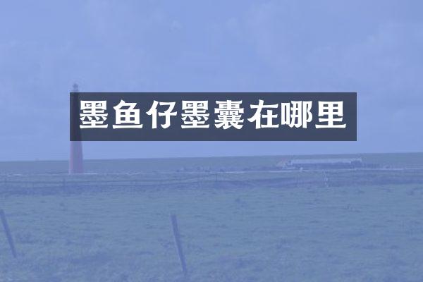 墨鱼仔墨囊在哪里