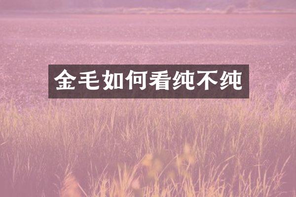 金毛如何看纯不纯