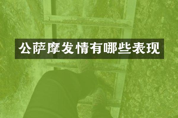 公萨摩发情有哪些表现