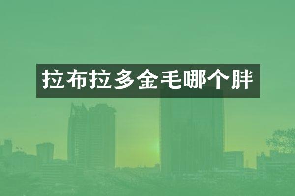 拉布拉多金毛哪个胖