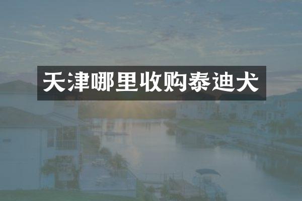 天津哪里收购泰迪犬