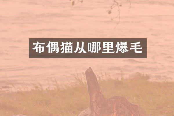 布偶猫从哪里爆毛