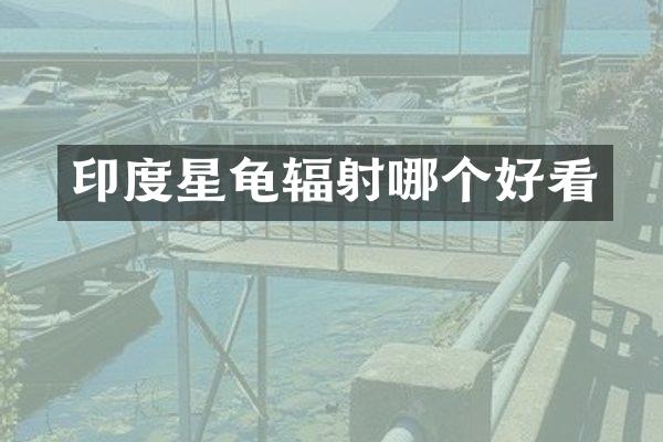 印度星龟辐射哪个好看