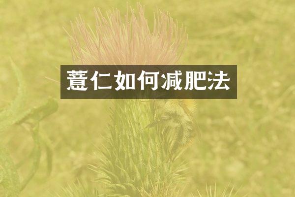 薏仁如何减肥法