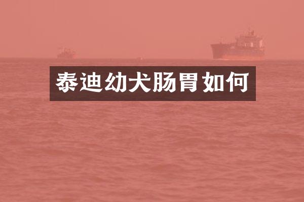 泰迪幼犬肠胃如何