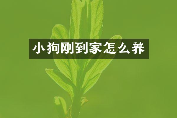 小狗刚到家怎么养
