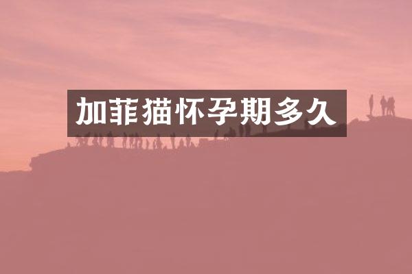 加菲猫怀孕期多久