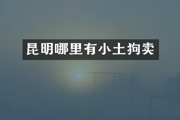 昆明哪里有小土狗卖