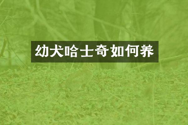 幼犬哈士奇如何养