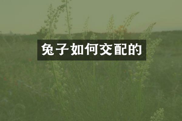 兔子如何交配的