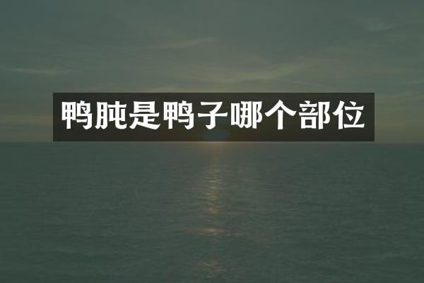 鸭肫是鸭子哪个部位
