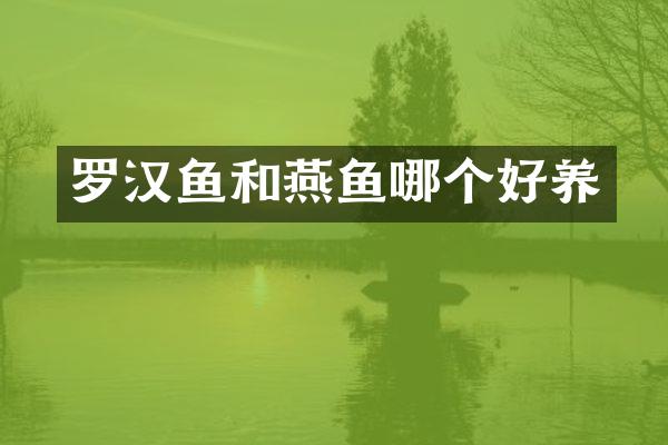 罗汉鱼和燕鱼哪个好养
