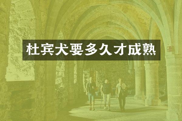 杜宾犬要多久才成熟