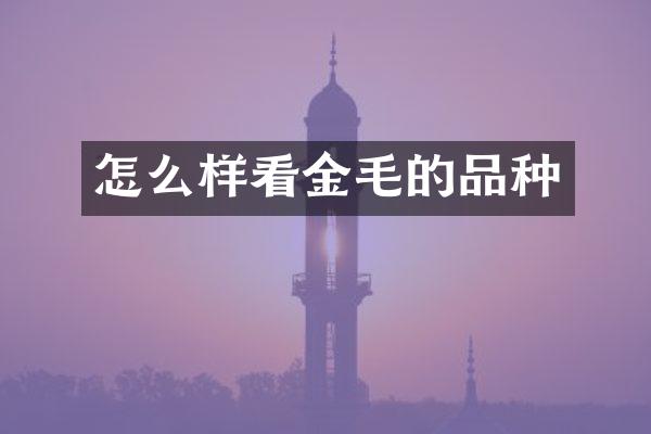 怎么样看金毛的品种