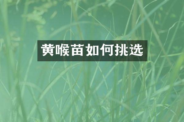 黄喉苗如何挑选