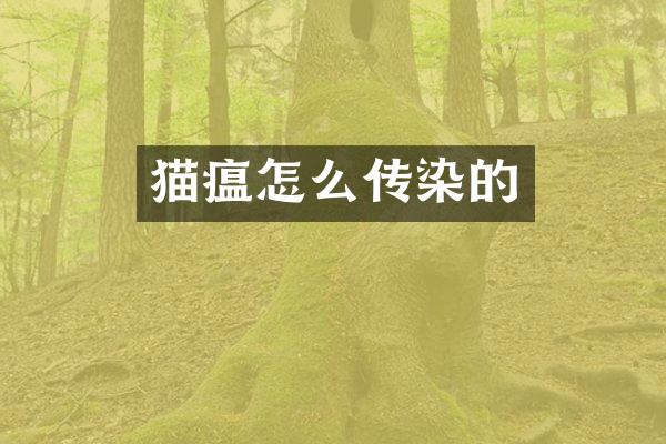 猫瘟怎么传染的