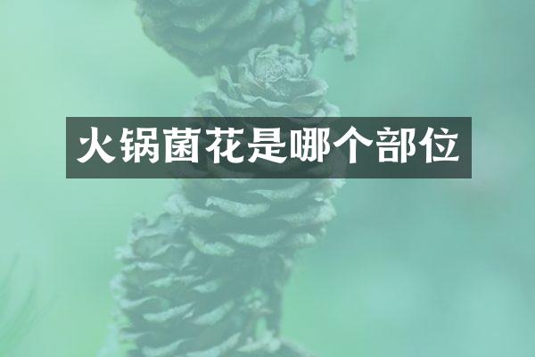 火锅菌花是哪个部位