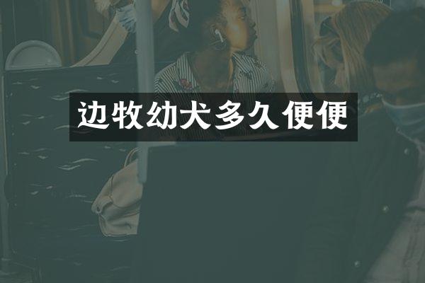 边牧幼犬多久便便