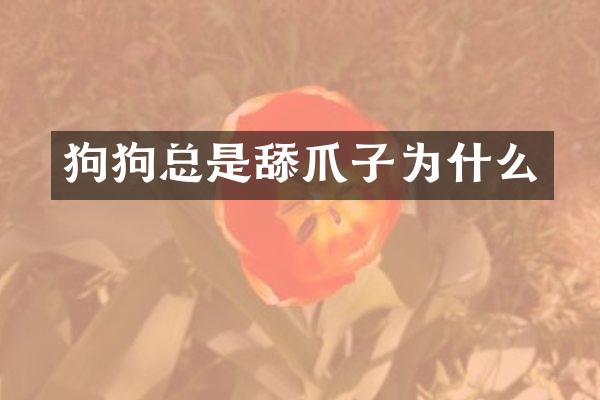 狗狗总是舔爪子为什么